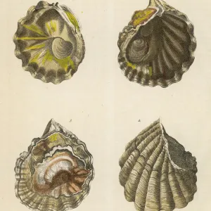 Four Oyster Shells Print Four Oyster Shells Print