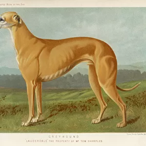 Painting of a Greyhound