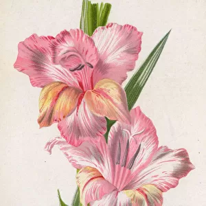 Pale pink gladiolus