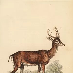 Pampas deer, Ozotoceros bezoarticus
