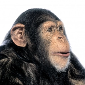 Pan troglodytes, chimpanzee