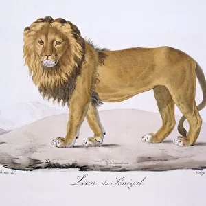 Panthera leo senegalensis, West African Lion
