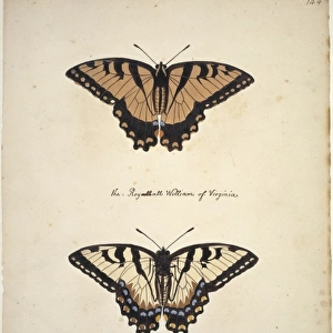 Papilio glaucus, Eastern tiger swallowtail