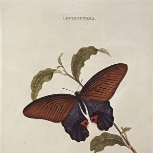 Papilio laomedon