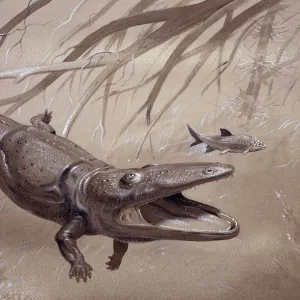 Aquatic Collection: Related Images