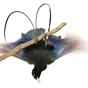 Paradisaea rudolphi, blue bird of paradise