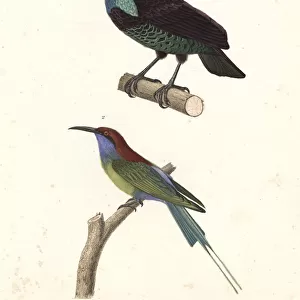 Paradise riflebird and blue-throated bee-eater