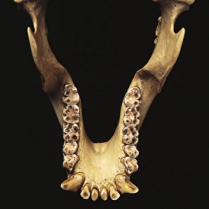 Paranthropus robustus jaw bone
