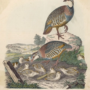 Partridges 1860