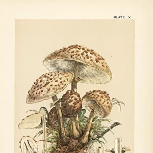Pasture mushroom, Macrolepiota procera
