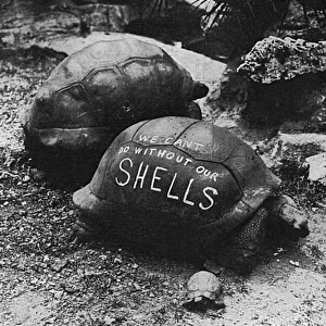 Patriotic slogan on a London Zoo tortoise, WW1