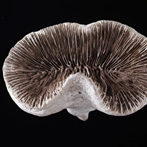 Pattalophyllia sp. coral