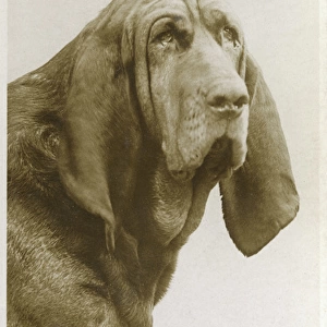 Pedro - The Sexton Blake Bloodhound