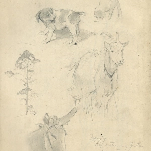 Pencil sketches of animals