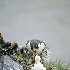 Peregrine Falcon - adult feeds a chick in the nest