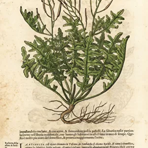 Perennial wall-rocket, Diplotaxis tenuifolia