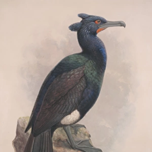 Cormorants Photo Mug Collection: Pallass Cormorant