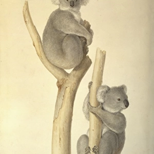 Phascolarctos cinereus, koala