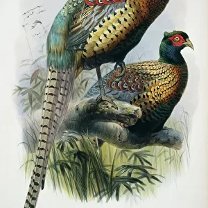 Phasianidae Metal Print Collection: Elliots Pheasant