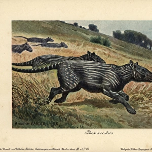 Phenacodus, extinct genus of ungulate mammals