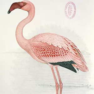 Flamingos Jigsaw Puzzle Collection: Lesser Flamingo