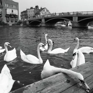 Mute Swans on the River Thames, Henley Print 1989 Mute Swans on the River Thames, Henley Print 1989