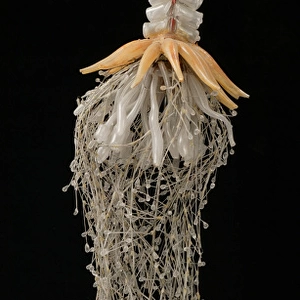 Physophora hydrostatica, jellyfish model