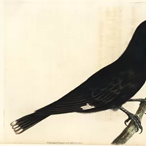 Butcherbirds Collection: Pied Currawong