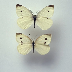 Pieris rapae, small white butterflies