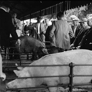 PIG MARKET / 1958