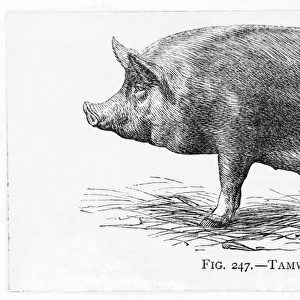 Pig / Tamworth Sow 19C