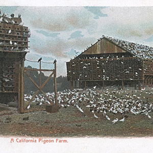 Pigeon farm in California, USA