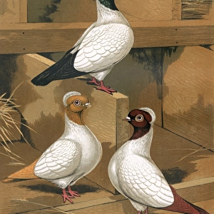 Pigeons - Three Nuns with varied colourations, Fancy Breed