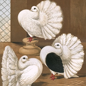 Pigeons - Scotch Fantails or Broad-Tailed Shakers