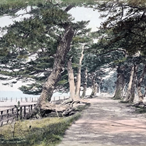 Pine trees at Maikonohama, near Kobe, Hyogo, Japan, circa 18