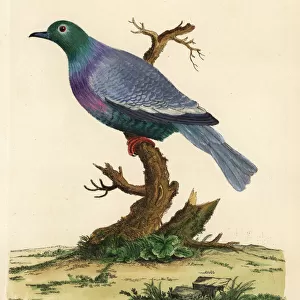 Pink-necked green pigeon, Treron vernans vernans