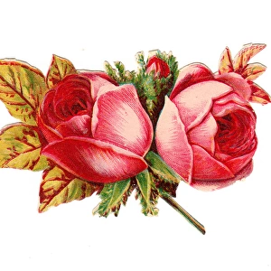 Pink roses on a Victorian scrap