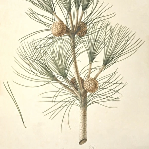 Pinus mugo, European mountain pine