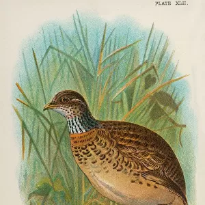 Charadriiformes Collection: Plains Wanderer