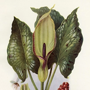 Plants / Arum Maculatum