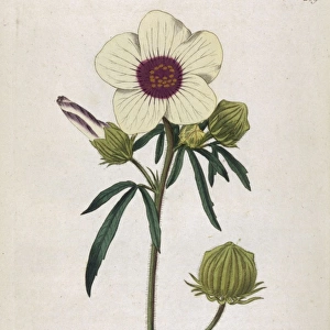 Plants / Hibiscus Trionum