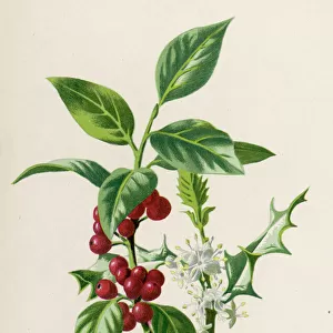 Plants / Ilex Aquifolium