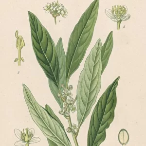 Plants / Laurus Nobilis