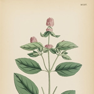 Plants / Mentha Piperita
