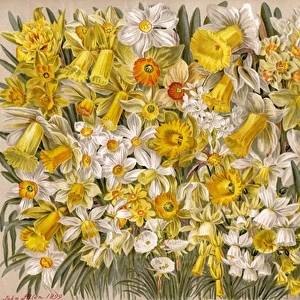 Plants / Narcissus Species