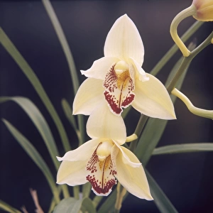 Plants / Orchid