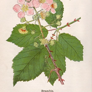 Plants / Rubus Fruticosus