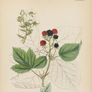 Plants / Rubus Plicatus