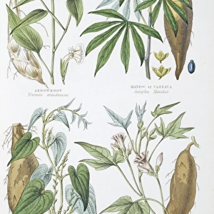 Plants used as food