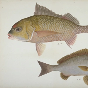 Plate 111 from the John Reeves Collection